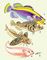 1. Японский групер. 2. Японская скорпена. 3. Тригла Trigla hirundo. 4. Липарис Coreproctus reinhardti. 5. Пандака Pandaka pygmaea.