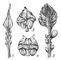   Мегаспорофиллы саговников: 1 — Cycas circinalis; 2 — Cycas revoluta; 3 — Macrozania peroffskyana; 4 — Ceratozanna mexicana.
