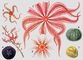 1 — Brisinga endecacnemos; офиуры: 2 — Ophiopholis aculeata, 3 — Asteroschema inornatum на ветке голубого коралла; морские ежи: 4 — плоский ёж Echinarachnius parma, 5 — Stylocidaris affinis, 6 — обыкновенный ёж Strongylocentrotus droebachiensis, 7 — обыкновенный ёж Brisaster townsendi.