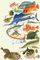 1. Берикс Beryx decadactylus. 2. Морская собачка-павлин. 3. Попугай-рыба. 4. Обыкновенный морской окунь. 5. Желтополосая рыба-ангел. 6. Европейский керчак. 7. Пандака Pandaka pygmaea. 8. Парусник. 9. Скумбрия. 10. Обыкновенная ставрида. 11. Агономал Agonomalus proboscidalis. 12. Полосатый тунец. 13. Солнечник. 14. Звездчатая камбала. 15. Ремень-рыба. 16. Змееголов. 17. Трёхиглая колюшка. 18. Крупнопятнистый спинорог. 19. Четырёхрогий кузовок. 20. Обыкновенный морской чёрт.