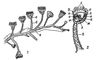 Pedicellina cernua: 1 — часть колонии; 2 — отдельная особь (схематический разрез); а — чашечка, б — стебелёк, в — столон, г — щупальца, д — ротовое отверстие, е — пищевод, ж — желудок, з — кишка, и — порошица, к — выделительные органы, л — нервный узел, м — гонады, н — выводковая камера.