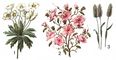 Альпийская растительность: 1 - анемона нарциссовая (Anemone narcissiflora), Кавказ; 2 - рододендрон даурский (Rhododendron dahuricum), горы Забайкалья; 3 - лисохвост альпийский (Alopecurus alpinus), Сев. Урал.