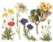 Альпийская растительность: 1 - альпийский мак (Papaver nudicaule), красный и желтый, Алтай, Саяны; 2 - эдельвейс (Leontopodium alpinum), Альпы, Карпаты; 3 - горечавка пиренейская (Gentiana Pyrenaica), Кавказ; 4 - рододендрон желтоцветный (Rhododendron chrysanthum), Алтай, Саяны; 5 - камнеломка дернистая (Saxifraga caespitosa), Сев. Урал.