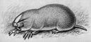Алтайский цокор (M. myospalax).