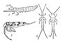 Аптериготы: 1 — Eosentomon transitorum (отр. бессяжковые); 2 — Entomobrya pulchella (отр. ногохвостки); 3 — Campodea plusiochaeta (отр. двухвостки); 4 — Lepisma saccharina (отр. щетинохвостки).