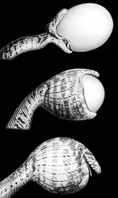 Африканская змея-яйцеед, заглатывающая куриное яйцо. Словарик
