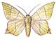 Бабочки. Пяденица бузинная (Ourapteryx sambucaria) — Европа, Алтай, Вост. Азия. Бабочка.