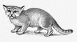 Барханная кошка.