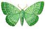 Бабочки. Пяденица большая зеленая (Hipparchus papilionaria) — Европа, внетропич. Азия.