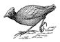 Большеногая курица (Megapodius freycinet).