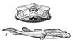 Ботриолепис (Bothriolepis canadensis, реконструкция): 1 — вид спереди; 2 — вид сбоку.
