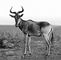 Бубал Alcelaphus buselaphus.