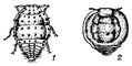 Виноградная филлоксера: 1 — корневая; 2 — листовая.