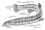 Вьюн Misgurnus fossilis.