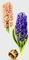 Гиацинты (Hyacinthus), сорта: а - 
