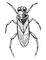 Гладыш Notonecta glauca.