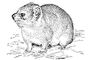 Даман Procavia capensis.
