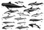Дельфины: 1 — чёрная гринда (Globicephalus melas); 2 — дельфин Коммерсона (Cephalorhynchus commersoni); 3 — белобокий дельфин (Lagenorhynchus acutus); 4 — беломордый дельфин (Lagenorhynchus albirostris); 5 — тихоокеанский короткоголовый дельфин (Lagenorhynchus obliquidens); 6 — полосатый продельфин (Stenella caeruleoalbus); 7 — малайский продельфин (Stenella dubia); 8 — вертящийся продельфин (Stenella longirostris); 9 — пятнистый продельфин (Stenella pernettyi); 10 — северный китовидный дельфин (Lissodelphis borealis); 11 — южный китовидный дельфин (Lissodelphis peroni); 12 — беспёрая морская свинья (Neomeris phocaenoides); 13 — северная белокрылая свинья (Phocaenoides dalli); 14 — южная белокрылая свинья (Phocaenoides truei); 15 — морщинистозубый дельфин (Steno bredanensis).
