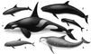 Дельфины: 1 — карликовая косатка (Feresa attenuata); 2 — малая косатка (Pseudorca crassidens); 3 — косатка (Orcinus orca); 4 — иравадийский дельфин (Orcella brevirostris); 5 — бесклювый дельфин (Peponocephala electra); 6 — серый дельфин (Grampus griseus).