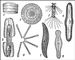 Диатомовые водоросли: 1 - Ethmodiscus gazellae; 2 - Planktoniella sol; 3 - Corethron valdiviae; 4 - Pinularia viridis; 5 - Surirella saxonica (образование ауксоспор); 6 - Asterionella gracillima; 7 - Pleurosigma attenuatum; 8 - Didymosphenia geminata.
