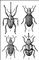 Долгоносики: 1 — желудёвый (Curculio glandium); 2 — гороховый клубеньковый (Sitona lineatus); 3 — свекловичный (Bothynoderes punctiventris); 4 — яблоневый цветоед (Anthonomus pomorum).