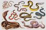 Змеи. 1 — стрела-змея (Psammophis lineolatus); 2 — морская змея (Pelamys platurus); 3 — королевская змея (Lampropeltis pyromelana); 4 — кобровый аспид (Micrurus frontalis); 5 — обыкновенный щитомордник (Ancistrodon halys); 6 — обыкновенная гадюка (Vipera berus); 7 — индийская кобра (Naja naja); 8 — гремучая змея (Crotalus horridus).