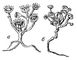 Иерихонская роза (Odontospermum pygmaeum): а - с раскрытыми, б - с закрытыми корзинками.