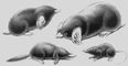 Кроты: 1 - европейский; 2 - могера; 3 - уротрихус (Urotrichus talpoides); 4 - землеройкоподобный (Uropsilus soricipes).