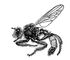 Ктырь Laphria gibbosa.