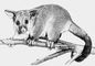 Кузу (Trichosurus vulpecula).