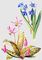 Луковичные растения: а - пролеска сибирская (Scilla sibirica); б - кандык собачий зуб (Erythronium dens-canis).