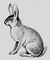 Млекопитающие. Зайцеобразные: Заяц.