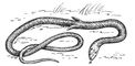 Обыкновенный чешуеног (Pygopus lepidopodus).