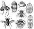 Овода. Желудочные: 1 — Gasterophilus intestinalis (самка); 2 — личинка 3-й стадии G. pecorum; 3 — передний конец её тела. Подкожные: 4 — Oestroderma potanini (самец); 5 — личинка 3-й стадии Oedemagena torandi; 6 — передний конец её тела. Носоглоточные: 7 — Oestrus ovis (самка); 8 — её личинка 3-й стадии.