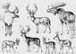Олени: 1 — северный; 2 — американский чернохвостый; 3 — лось; 4 — мунтжак; 5 — лань; 6 — водяной олень; 7 — косуля.