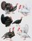 Породы индеек: 1 — северокавказские; 2 — белые московские; 3 — чёрные кубанские; 4 — бронзовые широкогрудые; 5 — серебристые.