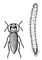 Полосатый щелкун (Agriotes lineatus) и его личинка.