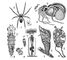 Примеры карликовых самцов: 1 — у паука Nephila nigra; 2 — у головоногого моллюска Argonauta argo; 3 — у кольчатого червя Dinophilus apatris; 4 — у коловратки из рода Collotheca; 5 — у усоногого рака Scalpellum vulgare (гермафродит); 6 — у брюхоногого моллюска Entocolax ludwigi. Знаком ♀ обозначены самки, знаком ♂ — самцы.