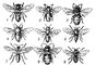 Пчелы (самки): 1 — Andrena haemorrhoa; 2 — Nomia diversipes; 3 — Melitta leporina; 4 — Megahile argenata; 5 — Heriades sp.; 6 — Coelioxys sogdiana; 7 — Nomada Fedtschenkoi; 8 — Eucera clypeata; 9 — Melecta fascipennis.