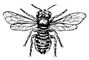 Пчела-листорез Megachile centuncularis (самка).