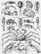 Ракообразные: 1 - жаброног (Branchinecta paludosa), дл. 24 мм; 2 - щитень (Apus cancriformis), дл. щита до 7,5 см; 3 - дафния (Daphnia magna), дл. 3 мм; 4 - каланус (Calanus finmarchicus), дл. до 5,5 мм; 5 - Derocheilocaris typicus, дл. до 0,5 мм; 6 - Candona candida, дл. раковины до 1,2 мм; 7 - морской жёлудь (Balanus hammeri), выс. до 9 см; 8 - Dendrogaster dichotomus, ширина ветвей в размахе до 8 см; 9 - Nebalia bipes, дл. 1 см; 10 - Bathynella natans, дл. до 1 мм; 11 - Mysis oculata, дл. до 4 см; 12 - озёрный бокоплав (Gammarus lacustris), дл. до 2 см; 13 - водяной ослик (Asellus aquaticus), дл. до 20 мм; 14 - Apseudes spinosus, дл. до 15 мм; 15 - Diastylis rathkei, дл. до 2 см; 16 - камчатский краб (Paralithodes camtschatica), ширина панциря до 25 см; 17 - речной рак (Astacus leptodactylus), дл. 25 см; 18 - креветка (Pandalus borealis), дл. до 15 см; 19 - рак-богомол (Squilla mantis), дл. до 20 см.
