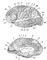 Рис. 3. Карта цитоархитектонических полей коры головного мозга человека: А - наружная поверхность полушария, Б - внутренняя поверхность полушария. Номерами и различной штриховкой обозначены цитоархитектонические поля коры.