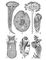 Рис. 2. Инфузории: 1 — трубач (Stentor polymorphus); 2 — балантидий (Balantidium coli); 3 — Opercularia plicatilis; 4 — Stylonychia mytilus; 5 — Codonella cratera; 6 — Ophryoscolex caudatus; 7 — Spirochona elegantula (с почкой).