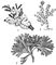 Рис. 1. Мшанки: 1 — Flustrella hispida; 2 — Dendrobeania flustroides; 3 — Bugula tricuspis.