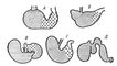 Рис. 3. Схемы строения желудка собаки (А), крысы (Б), хомяка (В), лошади (Г) и жвачного (Д). Многослойный эпителий пищевода и пищеводного отдела желудка отмечен поперечными штрихами, область кардиальных желёз — косыми штрихами, область желёз дна желудка — пунктиром, область пилорических желёз — крестиками.