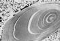 Рис. 1. Микрофотография зерна крахмала из клубня картофеля; видна слоистая структура.