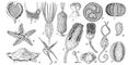 Рис. 7. Ископаемые иглокожие. Из класса Carpoidea: 1 — Trochocystites bohemicus (кембрий), 2 — Cothurnocystis elizae (ордовик); из класса Eocrinoidea: 3 — Rhipidocystis baltica (ордовик), 4 — Bockia neglecta (ордовик); из класса Edrioasteroidea: 5 — Cyathocystis plautinae (ордовик), 6 — Lepidodiscus ephraemovianus (девон); из класса Echinodea: 7 — Tetracidaris (нижний мел); из класса Asteroidea: 8 — Macroporaster matutinus (ордовик); из класса Ophiocistia: 9 — Volchovia mobilis (ордовик); из класса Ophuroidea: 10 — Bundenbachia beneckei (нижний девон); из класса Crinoidea: 11 — Cyathocrinus (силур—карбон), 12 —Embryocrinus hanieli (пермь), 13 — Platycrinus symmetricus (карбон); из класса Blastoidea: 14 — Anthoblastus brouweri (пермь); из класса Cystoidea: 15 — Pleurocystis filitextus (ордовик), 16 — Aristocystis bohemicus (ордовик), 17 — Dactylocystis schmidti (ордовик).