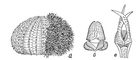 Рис. 3. а — морской ёж, наполовину очищенный от игл; б — педицеллярия морской звезды; в — педицеллярия морского ежа.