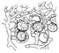 Рис. 1. Клетки водоросли Cladonia furcata (шарообразные), охваченные гифами гриба.