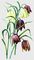 Рябчик шахматный (Fritillaria meleagris): а - типичная форма, б - белоцветковая форма.